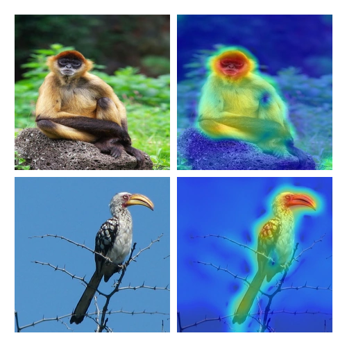 Learn to Rank: Visual Attribution by Learning Importance Ranking